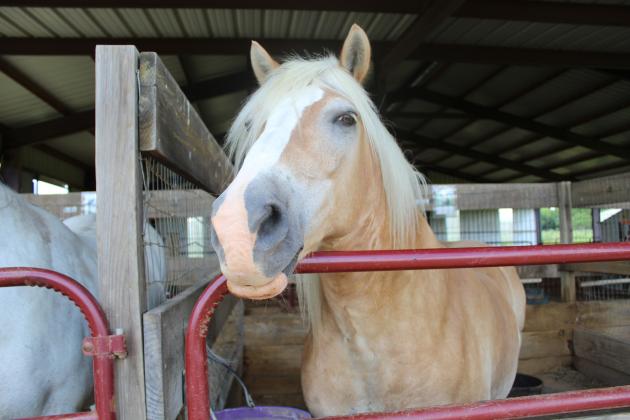 Cowboy, a Halflinger measuring 13 hands tall, is one of the “starters” at Shadow Ranch. He loves people and is less intimidating to first-time riders due to his smaller stature. Staff Photos by Tammy Vinson