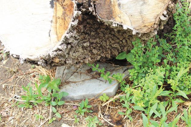 A broken piece of marble that was once part of a grave marker in Mel Haven Cemetery is wedged underneath a rotting tree stump.