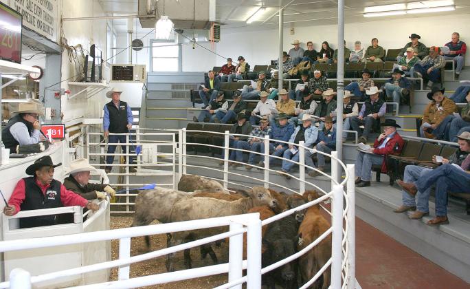 Auctioneer Joe Don Pogue calls for bids on this pen of crossbred steers during the NETBIO Pre-conditioned calf and yearling sale held Wednesday.Courtesy