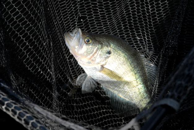Crappie are a popular sport fish prone to gather in large number around man-made brush piles strategically placed to concentrate the fish. Courtesy/Matt Williams
