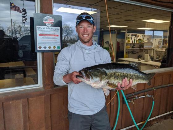 James Maupin’s 13.15 pounder from Lake O.H. Ivie was the only 2020 Legacy Lunker out of four to successfully spawn this spring. The big West Texas bass produced nearly 30,000 offspring that were recently divided between lakes Nacogdoches, Alan Henry and O.H. Ivie. Courtesy/TPWD via Matt Williams
