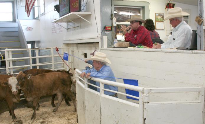 Auctioneer Joe Don Pogue takes bids on a pen of cattle during the October Northeast Texas Beef Organization sale held Oct. 21. The next NETBIO sale will be held at the Sulphur Springs Livestock auction market on Nov. 18. Courtesy/NETBIO