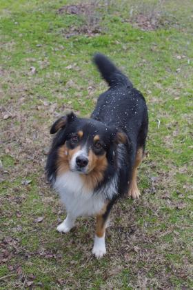 Pets also had a chance to experience snow, and a few of the furrier ones had snowflakes littering their coats.
