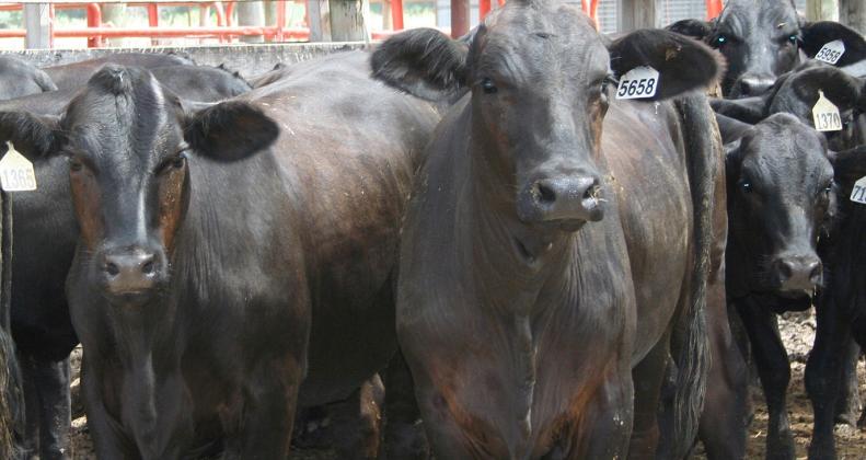 Quality, pre-conditioned cattle will be offered at the July 21 NETBIO calf and yearling sale held at the Sulphur Springs Livestock Commission market center.