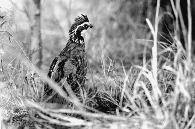 BOBWHITE QUAIL — Bobwhite quail are dapper little game birds known for their signature trills, huddling in tight groups (called coveys) amid thick cover, then flushing in explosive bursts that can shock you. Photo by Matt Williams