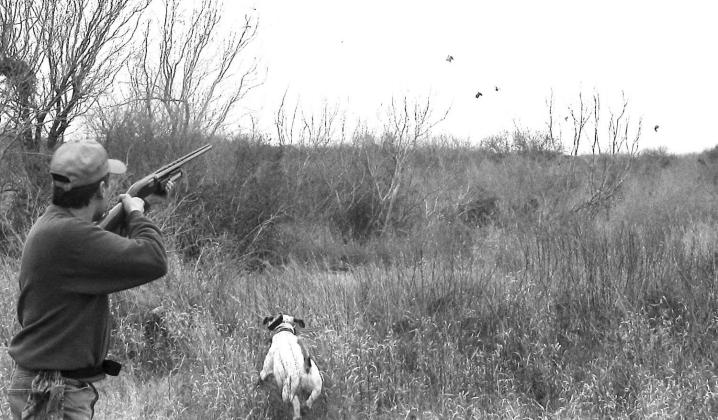 HUNTING SEASON — South Texas is expected to be the hottest spot for Texas quail hunters for the second consecutive season. The average number of bobwhites seen per route was 9.59 compared to 5.26 in 2022, up from the 15year average of 9.21. TPWD Photo, Jason Hardin