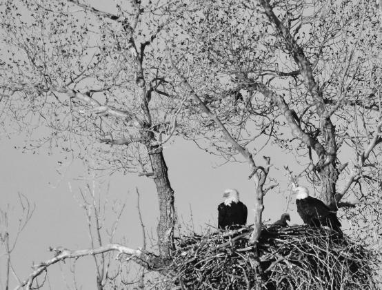 NESTING TIME — Bald eagles build large nests in tall trees. Nests are roomy, often measuring six feet across and weighing several hundred pounds. Nests are typically made from sticks, then lined with leaves, grass and Spanish moss. Bald eagles believed to mate for life and may have can have one or more alternative nests within their territories.