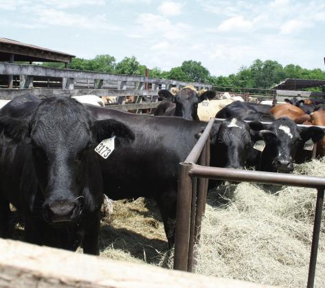 Northeast Texas Beef Improvement Organization celebrated its 25th year of service Friday with a barbecue luncheon and a sale that featured 5,257 head of cattle consigned by 231 producer members, with at least 553 head of cattle sold over the internet. Sulphur Springs Livestock Commission Photo