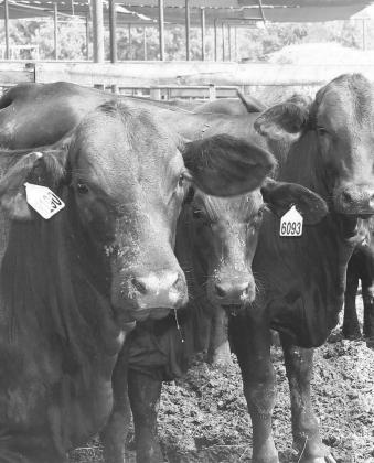 Pre-conditioned calves and yearlings will be offered at the July 15 NETBIO cattle sale, which begins at 1 p.m. at the Sulphur Springs Livestock market.
