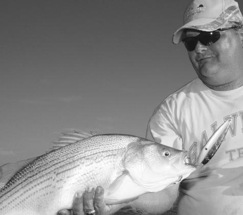 A FIGHTER — Hybrid stripers are brawny fish known for delivering hard hits and fierce battles. The fish are a genetic cross between striped bass and white bass. TPWD stocks close to 3 million hybrids in about 20 lakes each year.
