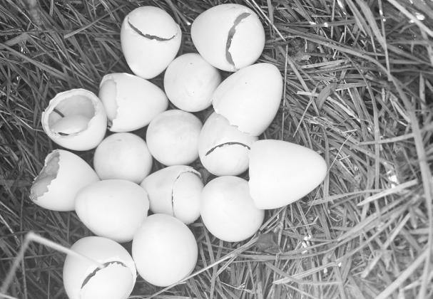 HATCHED EGGS — The 120 translocated quail have enjoyed a banner production year. At last count, researchers had documented 70 nests and 308 chicks. Photo courtesy of Trey Johnson