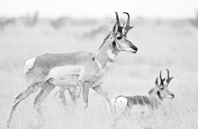PRONGHORN ANTELOPES — The drawn hunt program offers hunters a chance to apply to win permits to hunt a variety of big game animals, including pronghorn antelope. TPWD Photo