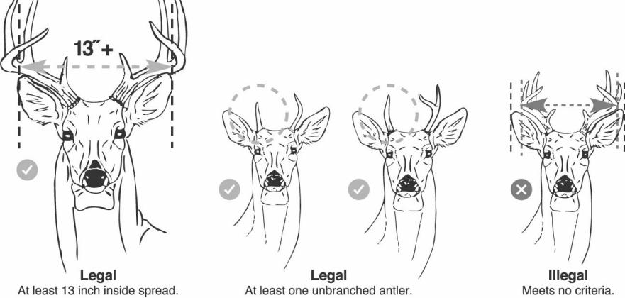 ANTLER RESTRICTIONS — Deer hunters in 117 Texas counties are required to adhere to antler restrictions. This diagram illustrates the difference between a legal buck and an illegal buck. Biologists say more bucks are able to reach 3 1/2 years of age before they are legal for harvest with the 13-inch rule in place. By-products of upgrading the age structure are better quality racks on bucks, more pronounced rutting activity and a deer herd that is healthier overall. TPWD Illustration