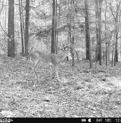 CAMERA SHOT — Tidwell was at church on the morning of Dec. 3 when his cell phone pinged with pictures of this Cherokee County 10-pointer. He arrowed the buck later that afternoon when it came in on the heels of a doe on a 25 acre tract. The buck gross scores 131 6/8.