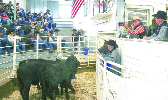 RECENT AUCTION — Auctioneer Joe Don Pogue gavels the sale to order and begins selling 5,774 head of pre-conditioned cattle at the NETBIO anniversary sale held at the Sulphur Springs Livestock Commission Friday, Nov. 18. Submitted photo