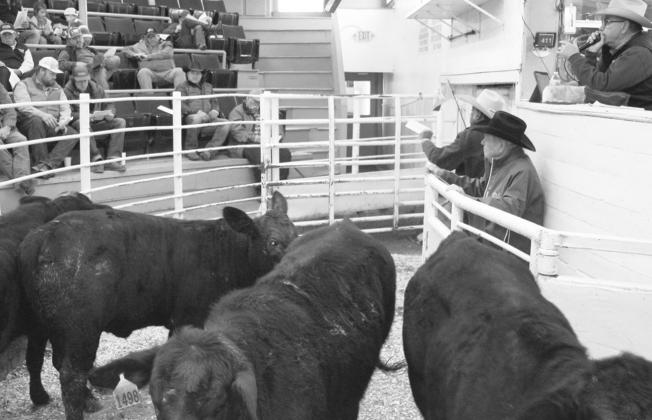 BIG SALE —The recent December NETBIO sale was a success with 4,469 head sold in Sulphur Springs. Submitted photo