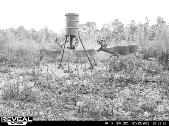 HUNGRY DEER — Deer hunters and managers have captured game camera images of some outstanding bucks this summer in different parts of Texas. Joey Waggonner of Lufkin recently shared these July photos of some quality bucks in velvet. Most bucks will polish their hardened antlers by late August or early September. Photos courtesy of Joey Waggoner