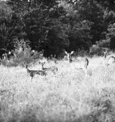 FAWN PRODUCTION — Experts are expecting fawn production to be about average statewide this year. TPWD Photo