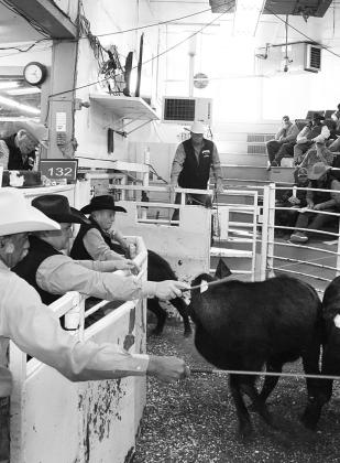 PRE-CONDITIONED CATTLE — Auctioneer and Livestock Commission co-owner Joe Don Pogue sells a pen of cattle during the January NETBIO sale held Friday. A total of 5,687 head of cattle went through the sale ring. Submitted photo
