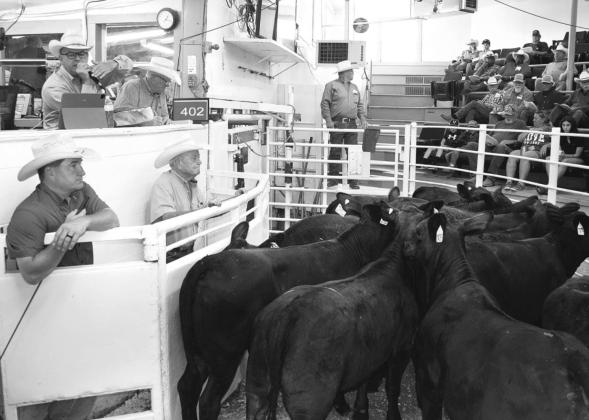 SALE RING-Auctioneer and Sulphur Springs Livestock Commission co-owner Joe Don Pogue sells a pen of pre-conditioned cattle during the NETBIO sale Friday. Submitted photo