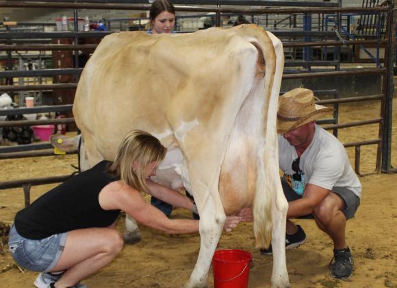 A team of hot air balloon pilots try their hands at milking a cow as part of the Hopkins County Dairy Festival Milking Contest. Five teams of balloon pilots participated in the June 10, 2023 Milking Contest.