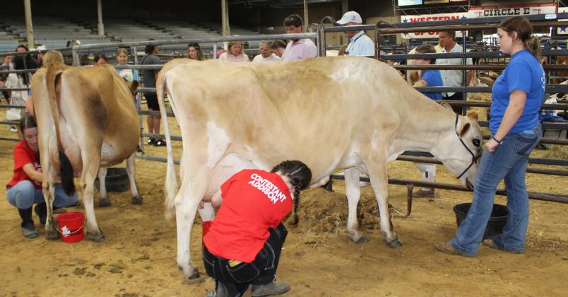 Contestants Katlyn Noe and Addison Graves milk during the Hopkins County Dairy Festival Bobby McDonald Milking Contest June 10 in Hopkins County Regional Civic Center Arena.