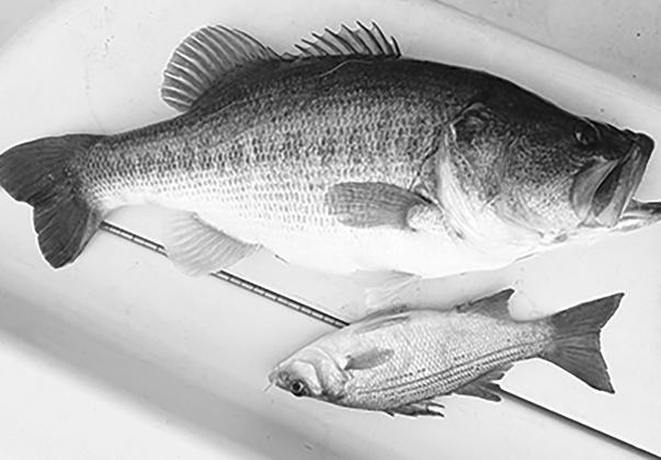 PERSONAL RECORD — Shelton’s largemouth dwarfed the 13-inch white bass. He estimated its weight at around 10 pounds — a personal best.