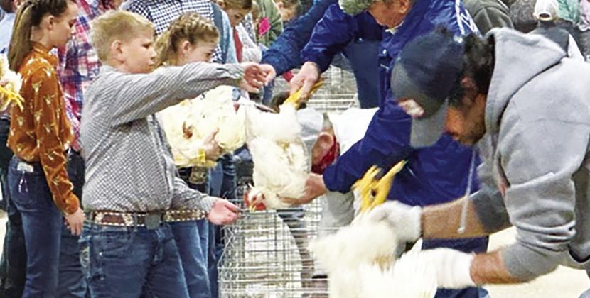 LEFT PHOTO — A total of 74 pens of chickens were taken to be judged Thursday at the NETLA show. 