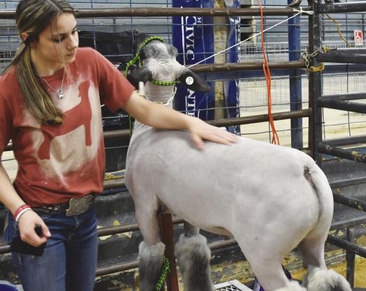 GROOMING TIME — Chloe Miller, 14, of the Hopkins County 4-H club gets her lamb Buddy ready for competition Thursday at the NETLA show in Sulphur Springs. Staff photos by Don Wallace