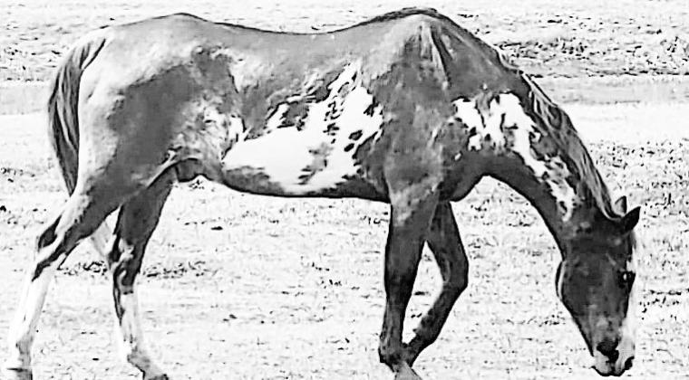 Mr. Mount Ten Man, the oldest documented paint horse in the American Paint Horse registry.
