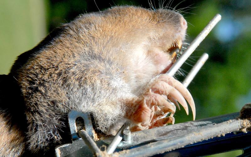 Pocket gophers are equipped massive claws and powerful front legs that are made for digging and pushing dirt. The rodents are notorious for constructing underground tunnel systems that can lead to erosion problems around homes, pastures and gardens. Courtesy/Matt Williams