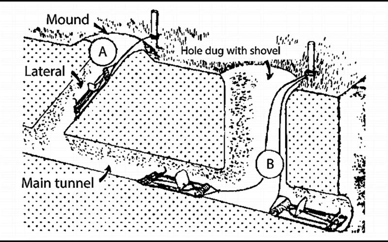 This drawing illustrates the general layout of the pocket gopher’s tunnel system. Note the lateral tunnel that begins at the mound and connects to the main tunnel. The main runway may be 4-12 inches below surface. Courtesy illustration/Texas A&amp;M AgriLife