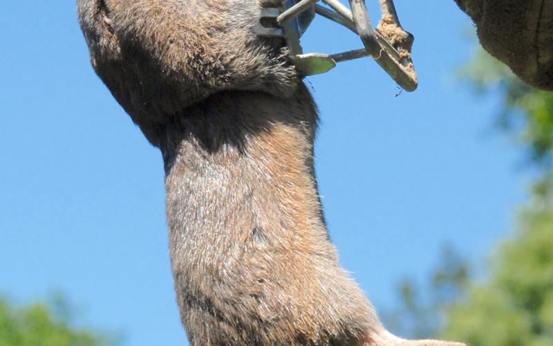 Pocket gophers found in eastern Texas typically aren’t that big, but they can cause property owners some major headaches. Courtesy/Matt Williams