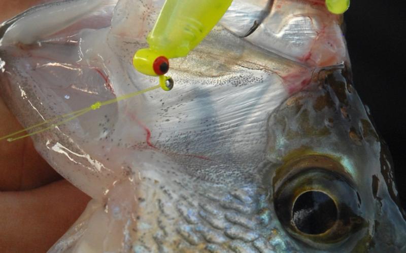 One of Marshall’s favorite baits for dock shooting is the ShadPole, a soft plastic bait he designed for Strike King. He prefers fishing it on a 1/16- or 1/32-ounce Sausage Head jig head. Courtesy/Matt Williams