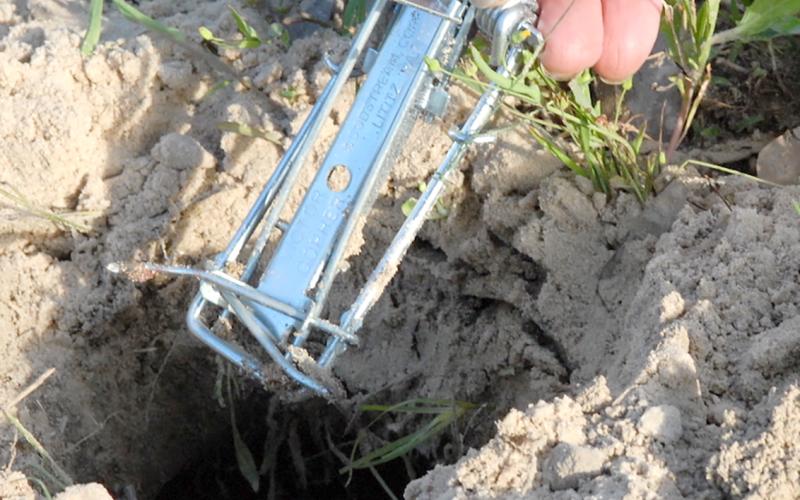 The Victor EZ Set is an inexpensive trap that can be found at most farm and ranch supply stores. The traps are built around a spring-loaded mechanism with a really nasty bite. A pair of wire spikes deploy when the trap is triggered, impaling the gopher on both sides. Courtesy/Matt Williams