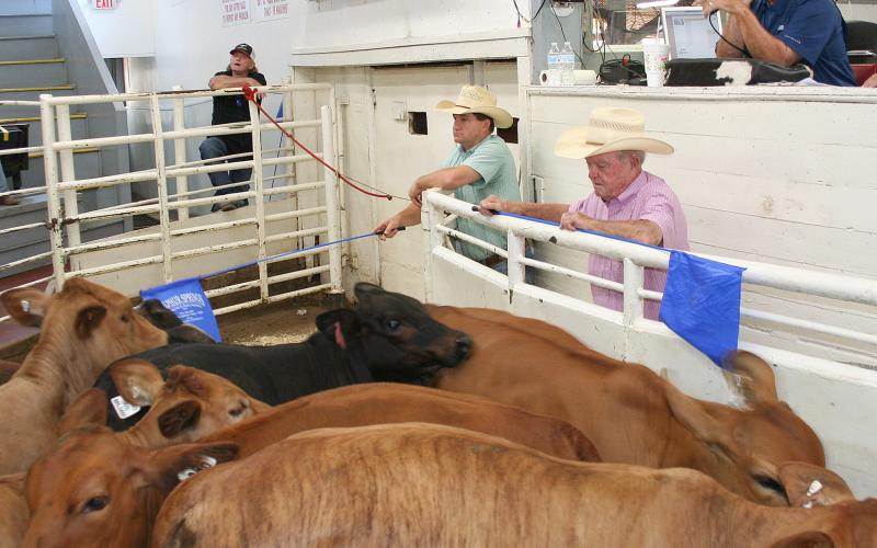 Auctioneer Joe Don Pogue takes bids on a pen of cattle during the July NETBIO cattle sale held Wednesday at the Sulphur Springs Livestock Commission. Producers sold 4,393 head of preconditioned cattle. Courtesy/NETBIO