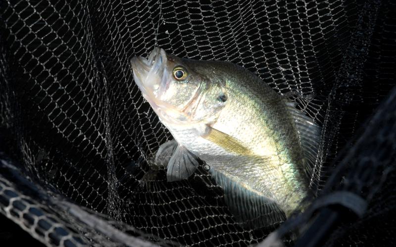 Crappie are a popular sport fish prone to gather in large number around man-made brush piles strategically placed to concentrate the fish. Courtesy/Matt Williams