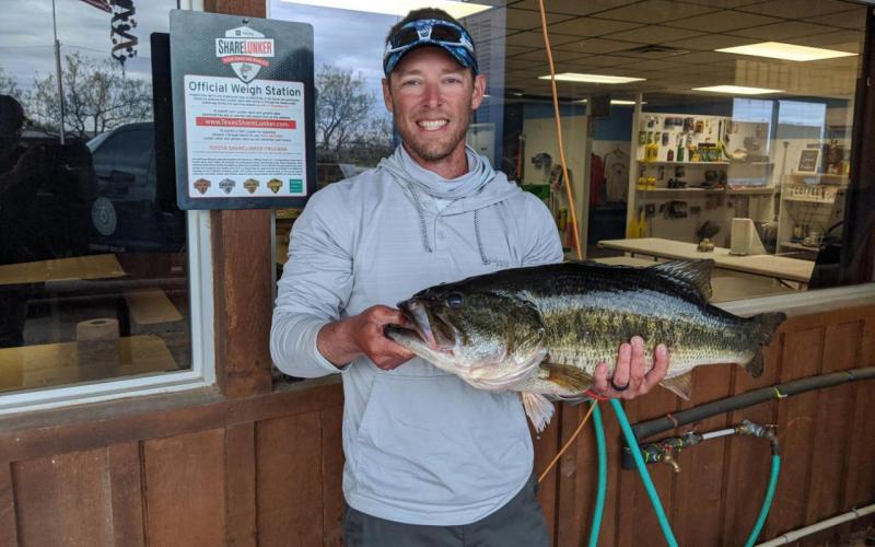 James Maupin’s 13.15 pounder from Lake O.H. Ivie was the only 2020 Legacy Lunker out of four to successfully spawn this spring. The big West Texas bass produced nearly 30,000 offspring that were recently divided between lakes Nacogdoches, Alan Henry and O.H. Ivie. Courtesy/TPWD via Matt Williams
