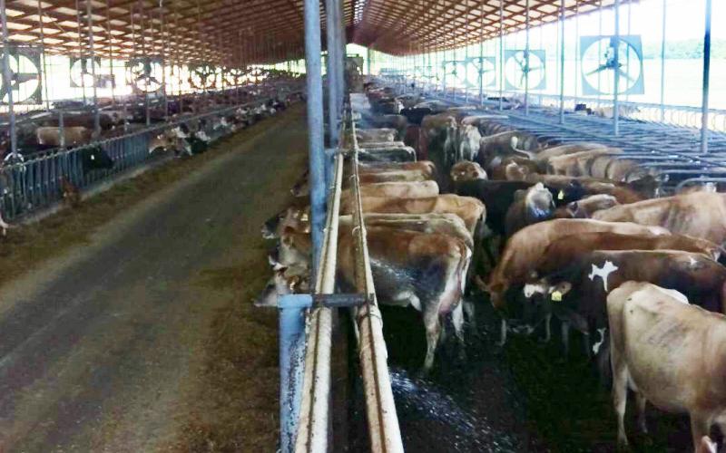 Inside one of the Van Der Jagt dairy barns Courtesy photos