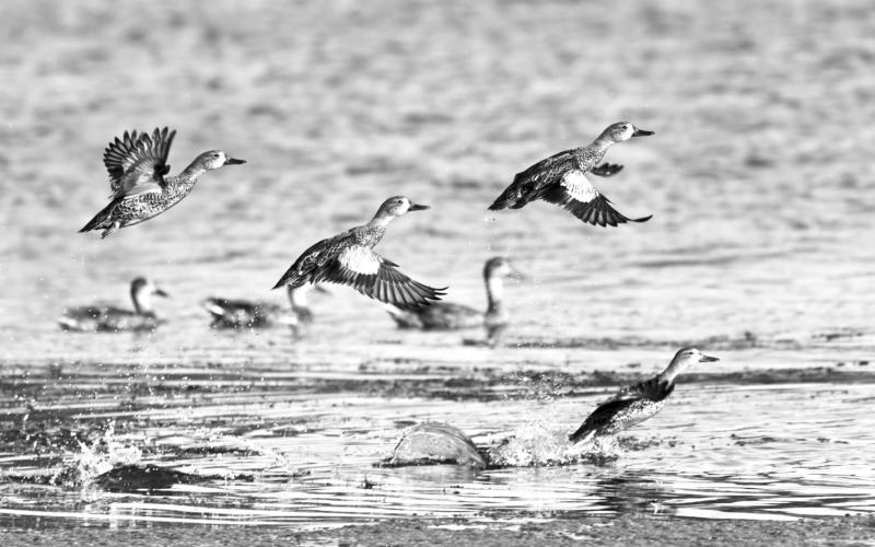 Blue-winged teal are streamlined little ducks well for zipping in low to the water with wings whistling. Texas’ early 16-day season runs through Sept. 29. iStock Photo