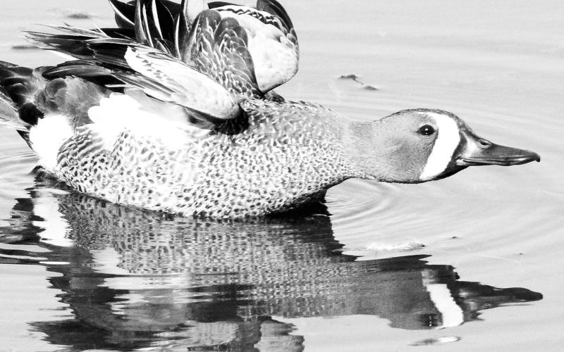 Drake blue wings have a slate gray head and neck, a black-edged white crescent in front of the eyes and a blackish crown. USFWS Photo