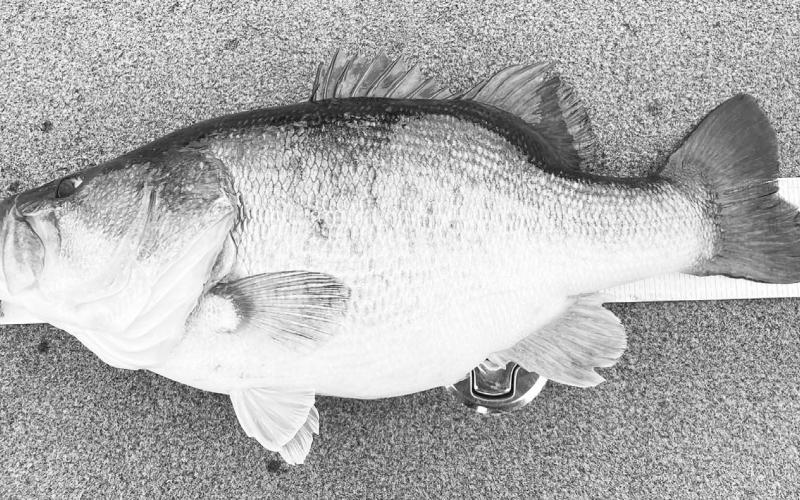 Shaped like a football, Conn’s bass measured only 20 1/4 inches long. Courtesy Photo/Jason Conn