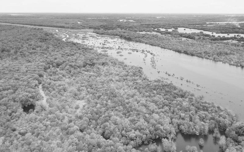 The upper end of the new lake is a virtual jungle. Much of it is currently inaccessible by boat because it is too thick to penetrate. Anglers should be on the watch for wasp nests in heavily timbered areas. Courtesy Photo/North Texas Municipal Water District
