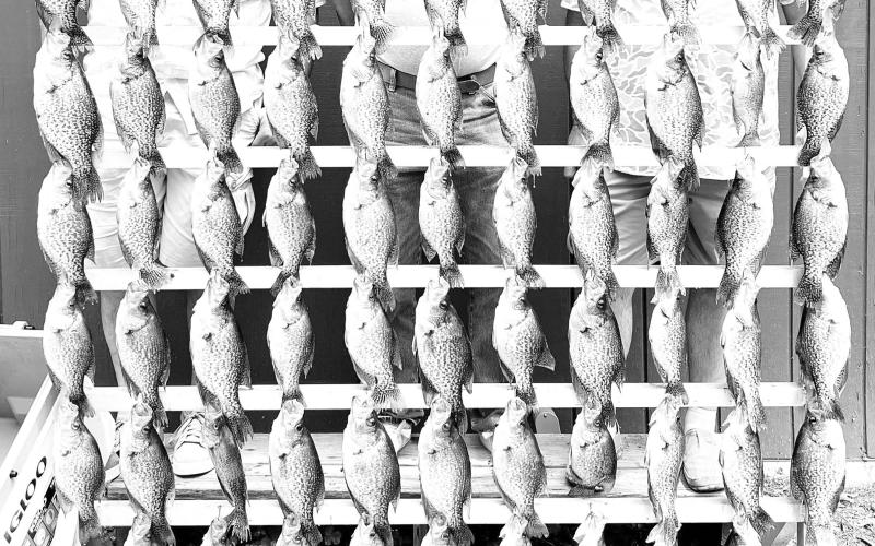 Crappie make great table fare and Texas Parks and Wildlife Department says liberal statewide limits are structured to maintain a sustainable harvest of legal-sized fish, despite the increased popularity of forward facing sonar. Courtesy/MC Outdoor Adventures