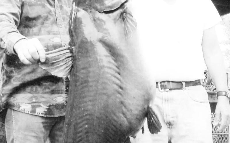 Trotliner Tom Allcorn (right) holds the all-tackle Toledo Bend lake record for blue cat with this 84 pounder caught on a trotline in 2007. Allcorn was fishing with Kellan Arnold. Courtesy Photos