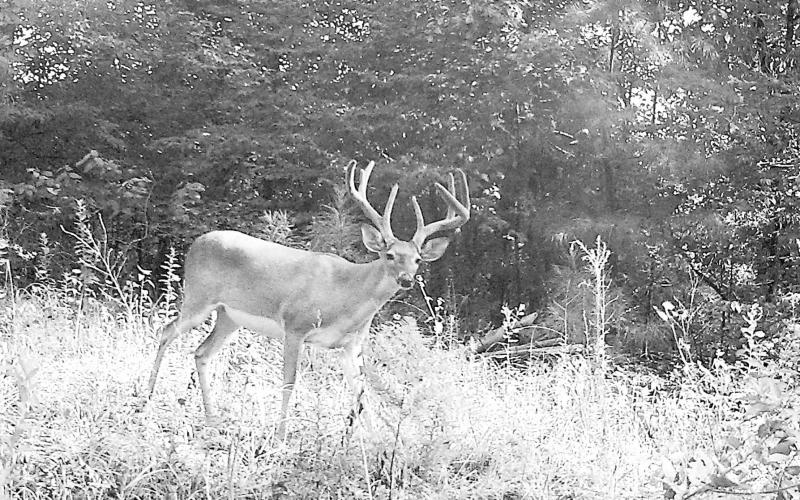 Good moisture early in the year spurs the production of nutrient-rich forbs that jump start antler growth on bucks while helping to stack on fat reserves to bolster fawn production and lactation. Photo by Matt Williams
