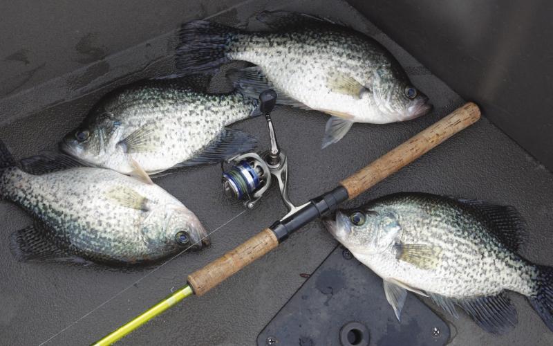 Texas Parks and Wildlife Department fisheries biologist Dan Bennett says crappie anglers at Bois d’ Arc are finding plenty of solid keepers in the 11-13 inch range. Bennett looks to begin dropping off as more fish are removed from the lake and put in the freezer. Photo by Matt Williams