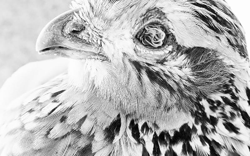In late May, the U.S. Food and Drug Administration put its stamp of approval on QuailGuard, a medicated feed for controlling parasites like eyeworms and cecal worms in wild quail populations. The FDA’s approval of Quail-Guard comes on the heels of nine years of research and an extensive application process launched in 2015. Courtesy Photo/Park Cities Quail