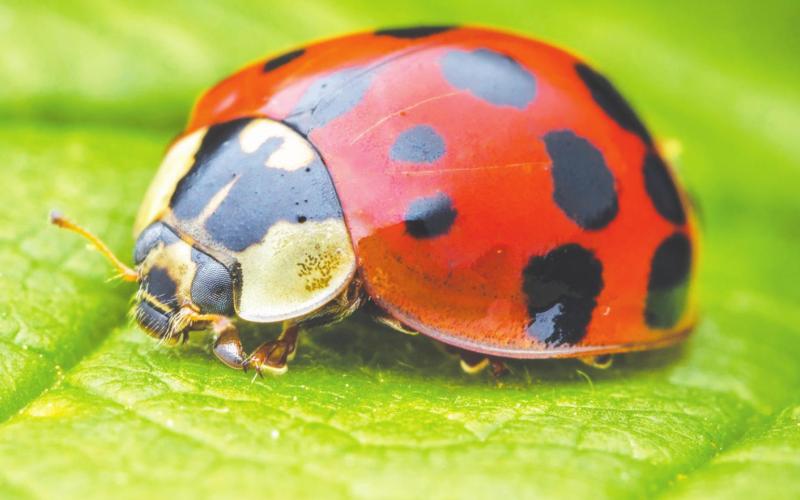 Multicolored Asian lady beetles (MALBs) resemble the local ladybugs greatly, and both feed on aphids. However, MALBs have a distinctive "M" where their head meets their wings. Courtesy