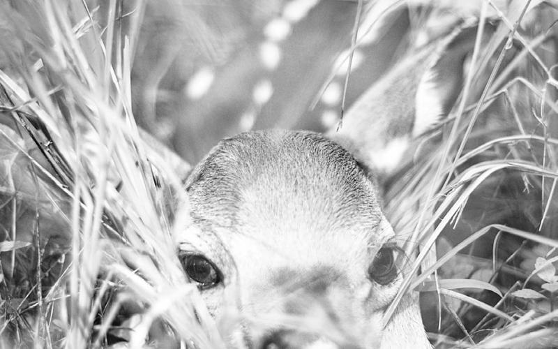 Whitetail will often bed their fawns in tall grass while they venture elsewhere to forage for food. Never pick one up thinking you are doing it a favor. Courtesy Photo/Brian Metz